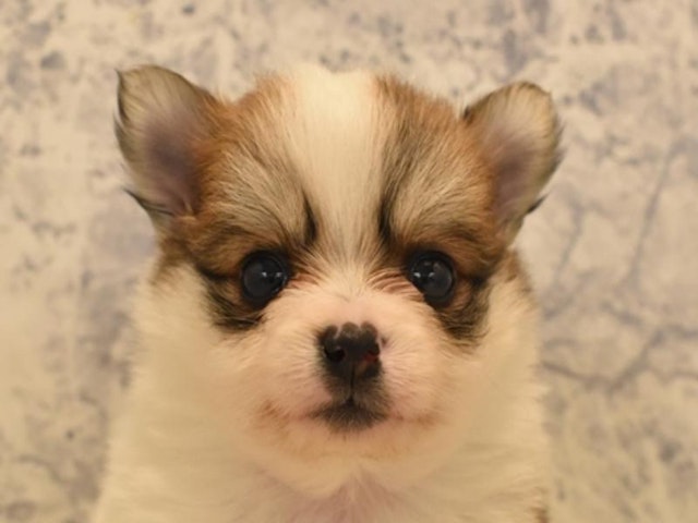 2023年12月25日生まれのハーフ犬の1枚目の写真